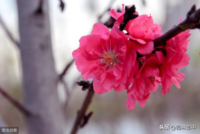 为什么说，园林植物施肥要“轻施春肥，巧施夏肥，重施秋肥”？