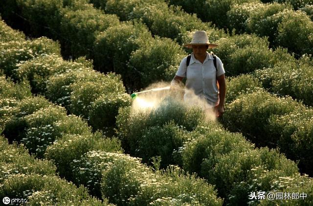为什么说，园林植物施肥要“轻施春肥，巧施夏肥，重施秋肥”？