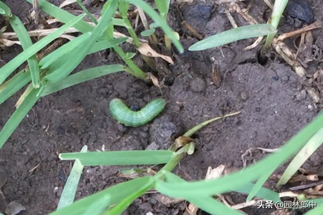 立秋后，草坪大面积干枯、斑秃咋回事儿？可能是这两种害虫在作怪
