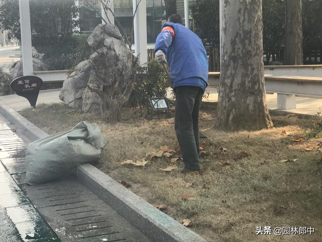 园林绿化清园如何清？掌握这几点，有效降低来年病虫害爆发量