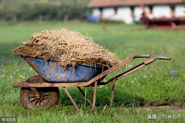 立秋后，草坪大面积干枯、斑秃咋回事儿？可能是这两种害虫在作怪