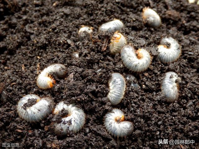 立秋后，草坪大面积干枯、斑秃咋回事儿？可能是这两种害虫在作怪