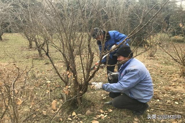园林绿化清园如何清？掌握这几点，有效降低来年病虫害爆发量