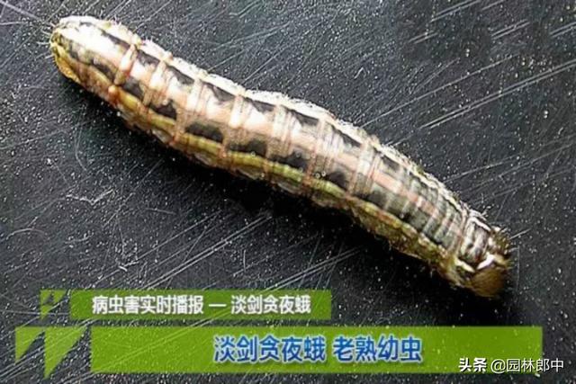 立秋后，草坪大面积干枯、斑秃咋回事儿？可能是这两种害虫在作怪