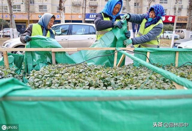 秋冬时期移栽的红叶石楠，如何安全度过移栽后的第一个寒冬？