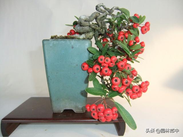 绿化中用的火棘与蚂蚁森林中的沙棘是一种植物么？二者有何区别？