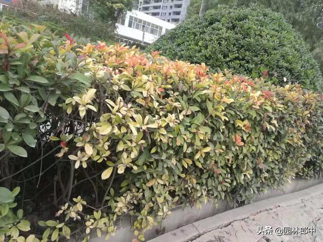 秋冬时期移栽的红叶石楠，如何安全度过移栽后的第一个寒冬？