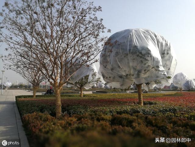 秋冬时期移栽的红叶石楠，如何安全度过移栽后的第一个寒冬？