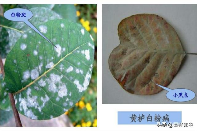 秋意浓，黄栌红，作为重要的观叶树种，黄栌的白粉病不得不说