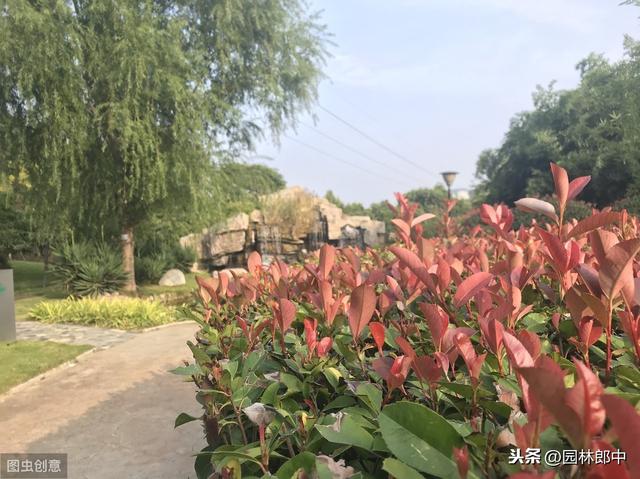 秋冬时期移栽的红叶石楠，如何安全度过移栽后的第一个寒冬？