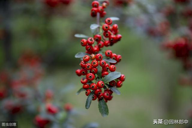 绿化中用的火棘与蚂蚁森林中的沙棘是一种植物么？二者有何区别？
