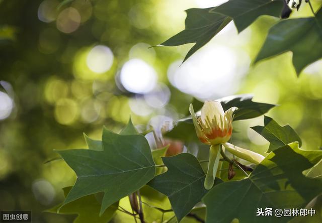 秋日里的马褂木，就像是树上的衣橱，挂满了各种颜色的衣服