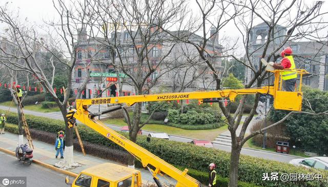 十二月份，园林绿化管理工作进入尾声，树木冬植工作仍在继续