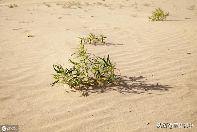 绿化中用的火棘与蚂蚁森林中的沙棘是一种植物么？二者有何区别？