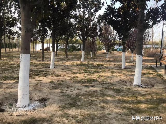 十二月份，园林绿化管理工作进入尾声，树木冬植工作仍在继续