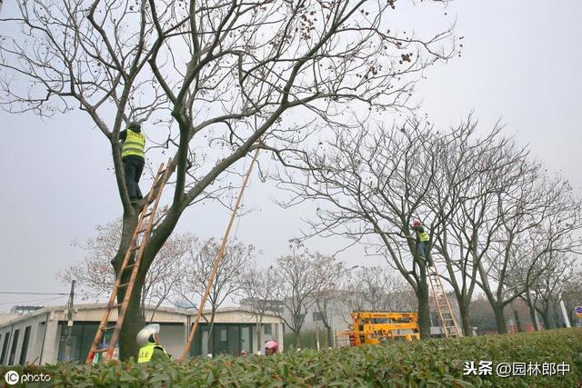 十二月份，园林绿化管理工作进入尾声，树木冬植工作仍在继续