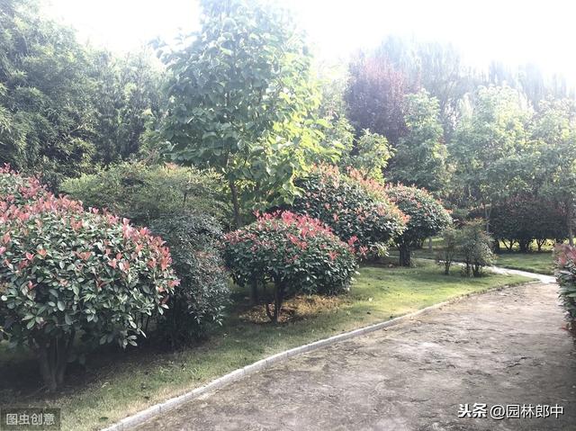 秋冬时期移栽的红叶石楠，如何安全度过移栽后的第一个寒冬？