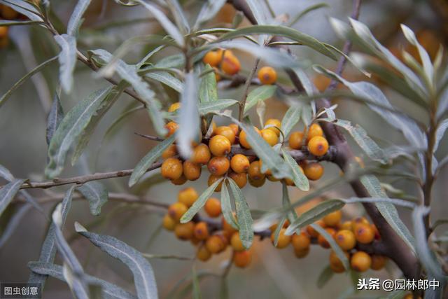 绿化中用的火棘与蚂蚁森林中的沙棘是一种植物么？二者有何区别？