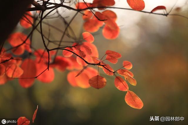 秋意浓，黄栌红，作为重要的观叶树种，黄栌的白粉病不得不说