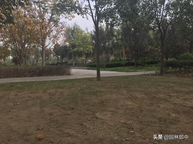 不要盲目地就对草坪草进行混播，先弄懂混播时的注意事项再说