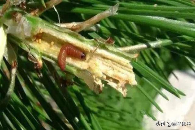 秋季，松梢螟、松大蚜又到危害高峰期，如何防治效果更好？