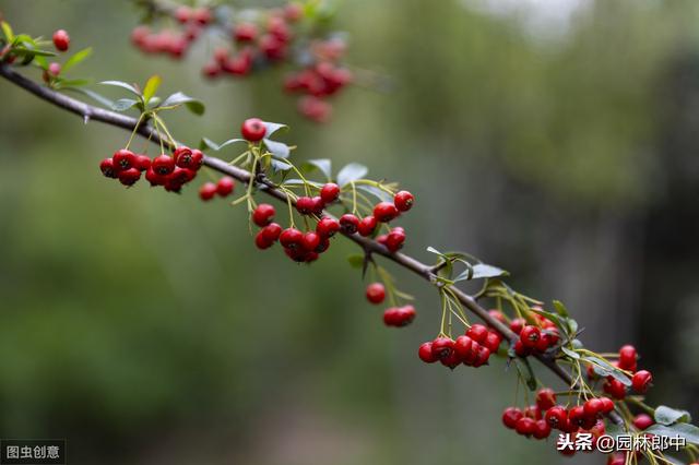 绿化中用的火棘与蚂蚁森林中的沙棘是一种植物么？二者有何区别？