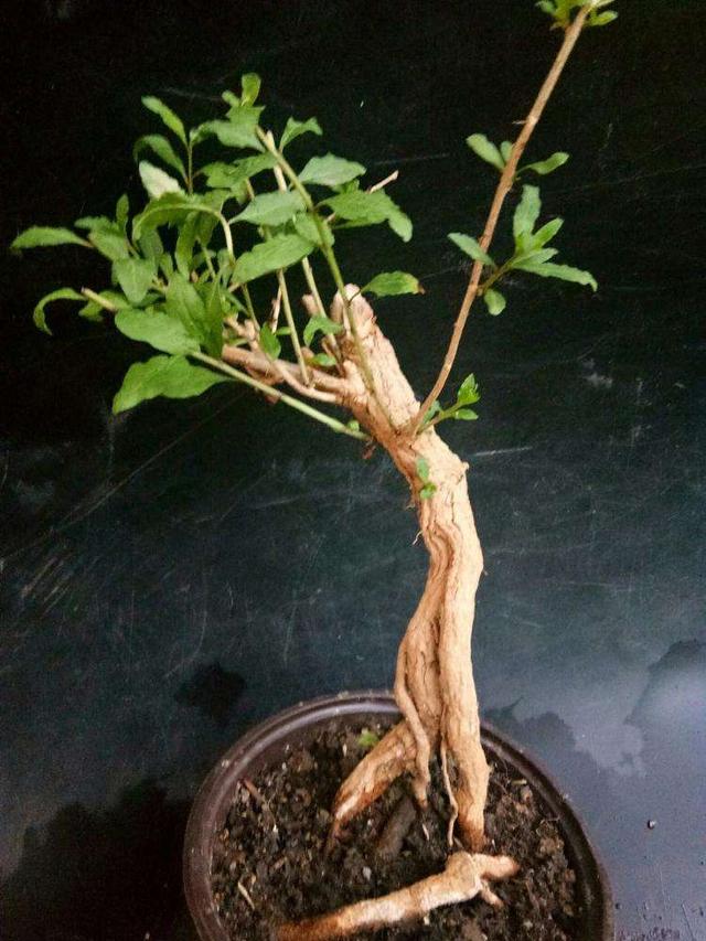 怎样给盆景枸杞老桩翻盆？做好6步工作，服盆快，不影响开花结果