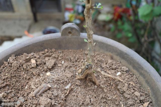 怎样给盆景枸杞老桩翻盆？做好6步工作，服盆快，不影响开花结果