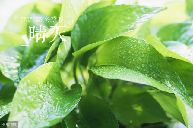 冬天养花，喷上5种水，叶子油亮，不发黄