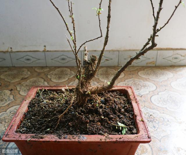 怎样给盆景枸杞老桩翻盆？做好6步工作，服盆快，不影响开花结果