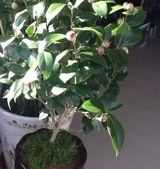 茶花总掉叶子掉花苞？试试这种配土方法，从“根”上解决问题