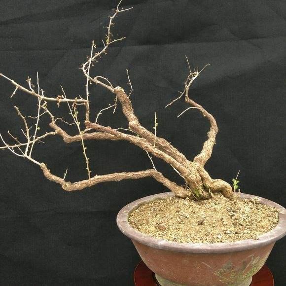 怎样给盆景枸杞老桩翻盆？做好6步工作，服盆快，不影响开花结果