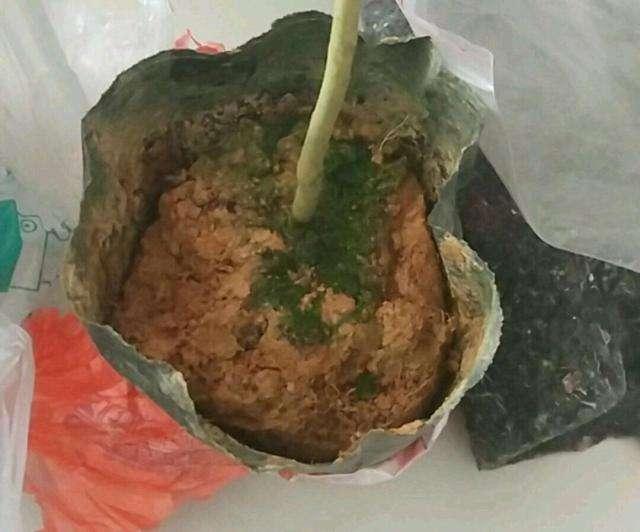 茶花总掉叶子掉花苞？试试这种配土方法，从“根”上解决问题