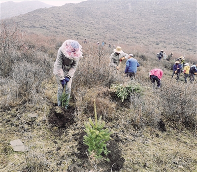 青海：规模化林场建设让荒山变绿地