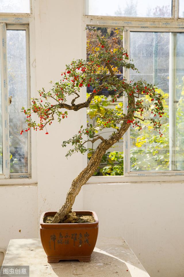 怎样给盆景枸杞老桩翻盆？做好6步工作，服盆快，不影响开花结果