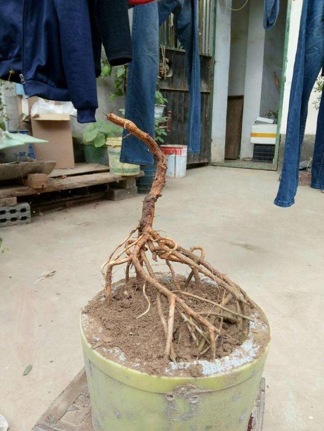 怎样给盆景枸杞老桩翻盆？做好6步工作，服盆快，不影响开花结果