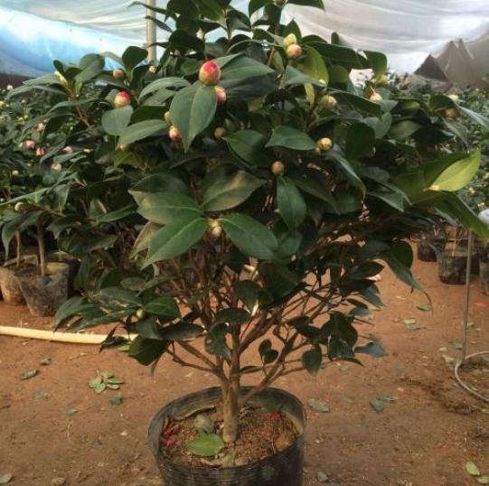 茶花总掉叶子掉花苞？试试这种配土方法，从“根”上解决问题