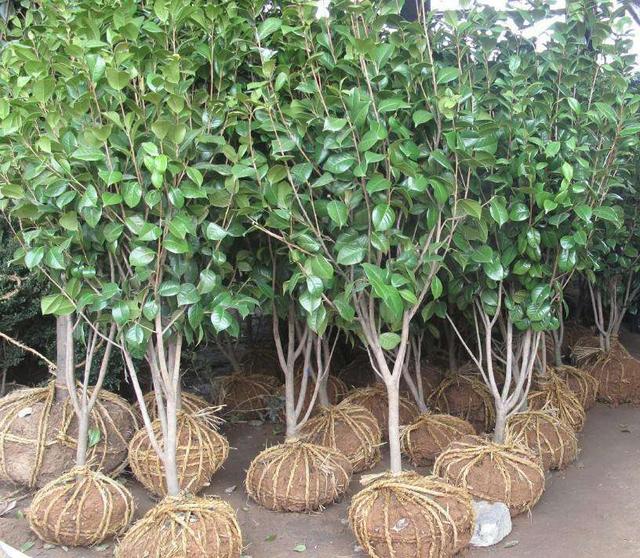 茶花总掉叶子掉花苞？试试这种配土方法，从“根”上解决问题