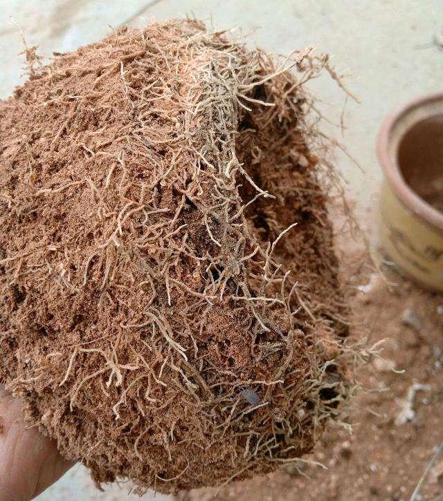 茶花总掉叶子掉花苞？试试这种配土方法，从“根”上解决问题