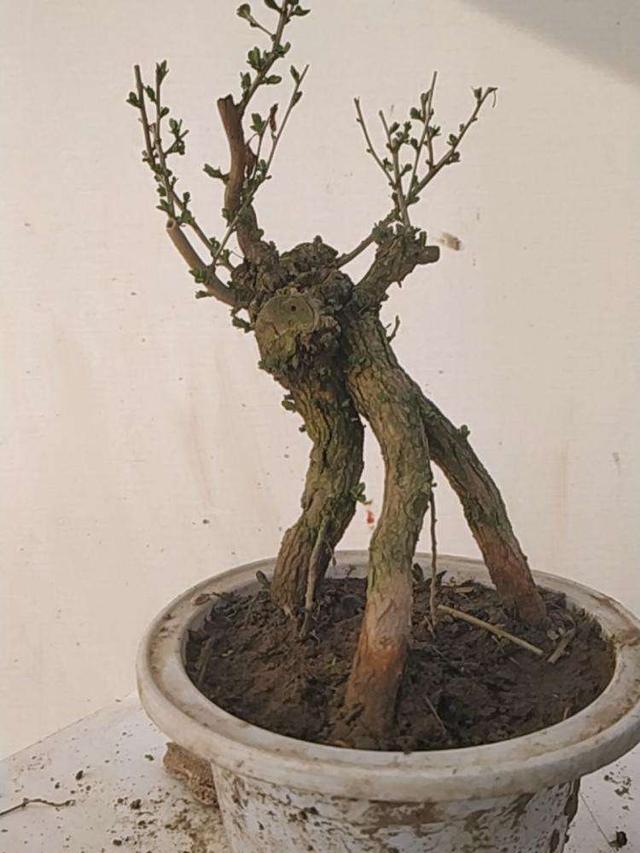 怎样给盆景枸杞老桩翻盆？做好6步工作，服盆快，不影响开花结果