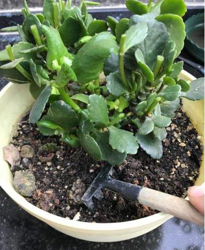 长寿花开败这样剪一剪，20天又能冒花苞，一茬接一茬的开