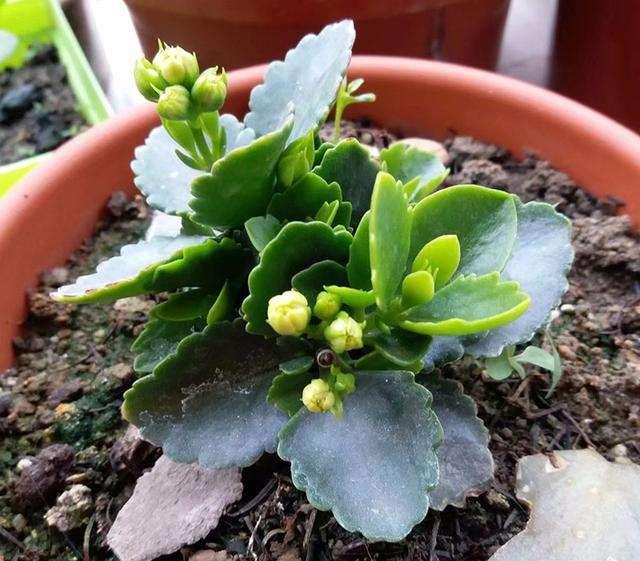 长寿花开败这样剪一剪，20天又能冒花苞，一茬接一茬的开