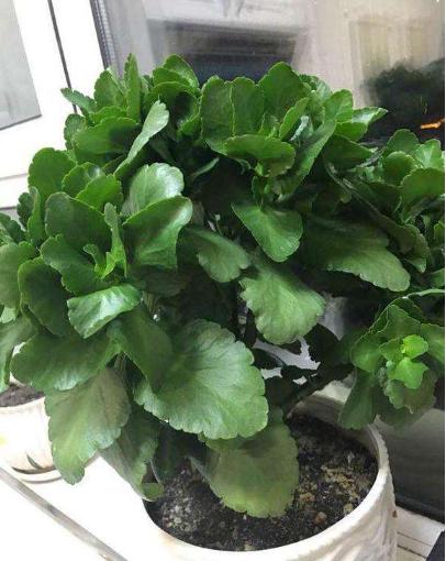 长寿花开败这样剪一剪，20天又能冒花苞，一茬接一茬的开