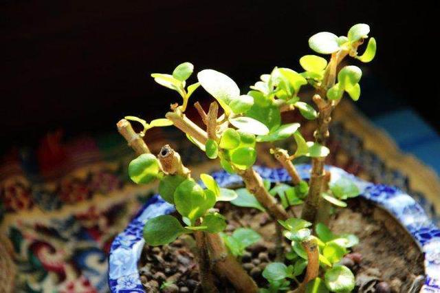长寿花开败这样剪一剪，20天又能冒花苞，一茬接一茬的开