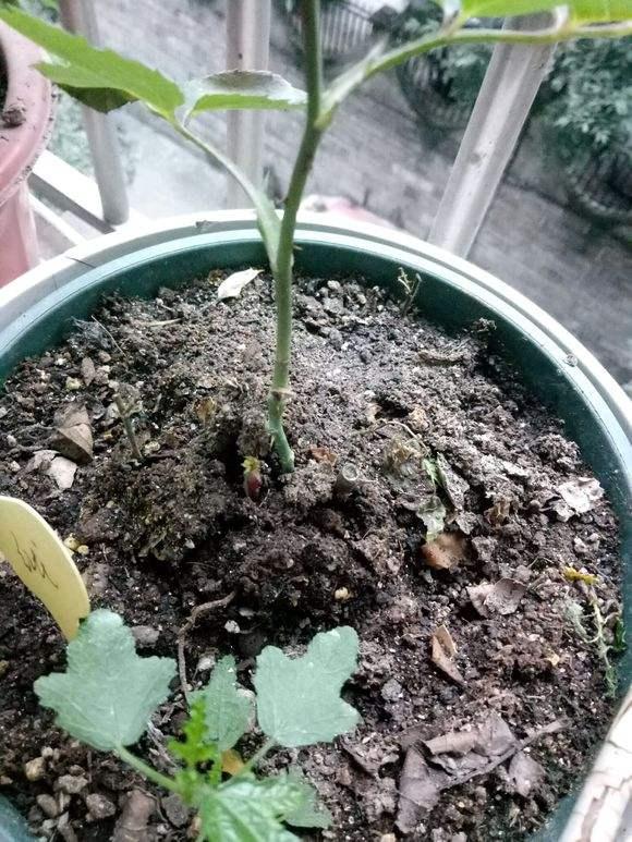 月季牙签苗冬季管理5要素，做好了春天变中苗，开花多，生长猛