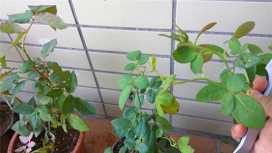 月季牙签苗冬季管理5要素，做好了春天变中苗，开花多，生长猛