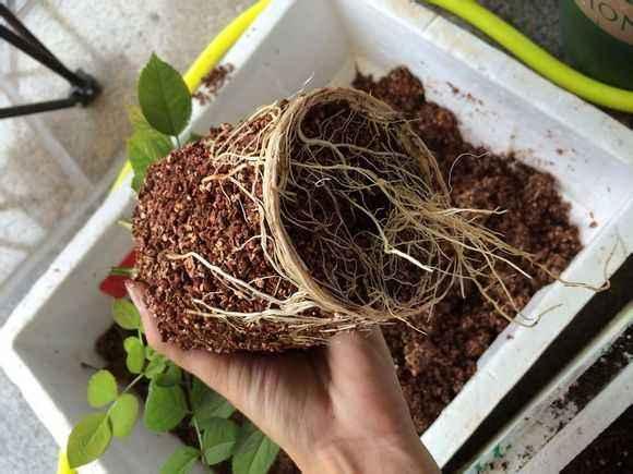 月季牙签苗冬季管理5要素，做好了春天变中苗，开花多，生长猛