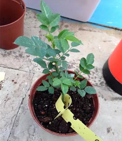 月季牙签苗冬季管理5要素，做好了春天变中苗，开花多，生长猛