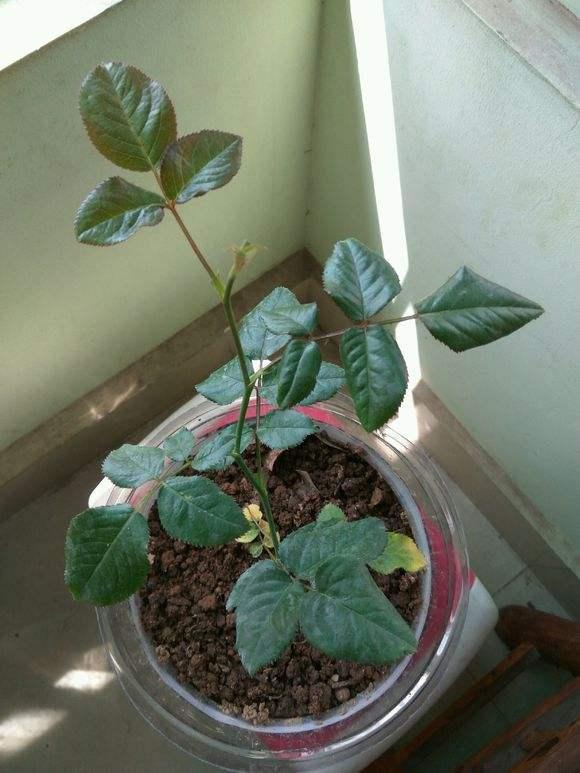 月季牙签苗冬季管理5要素，做好了春天变中苗，开花多，生长猛