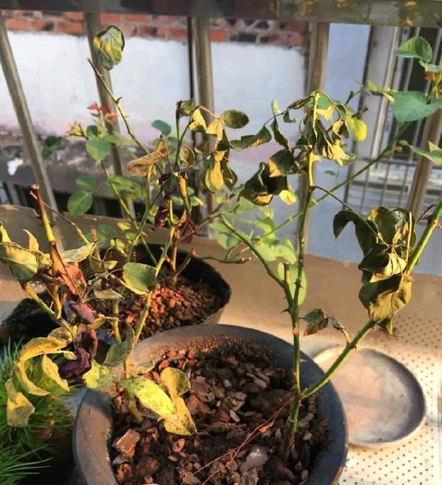 月季牙签苗冬季管理5要素，做好了春天变中苗，开花多，生长猛